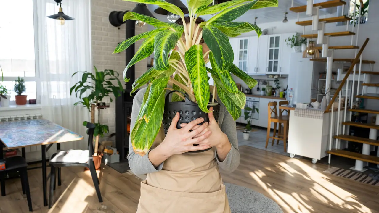 Le foglie della tua Dieffenbachia diventano gialle e cadono? L’eccesso d’acqua è la causa