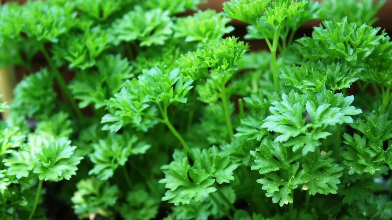 Come si fa a coltivare il prezzemolo in vaso per averlo tutto l’anno? Il segreto è non farlo fiorire