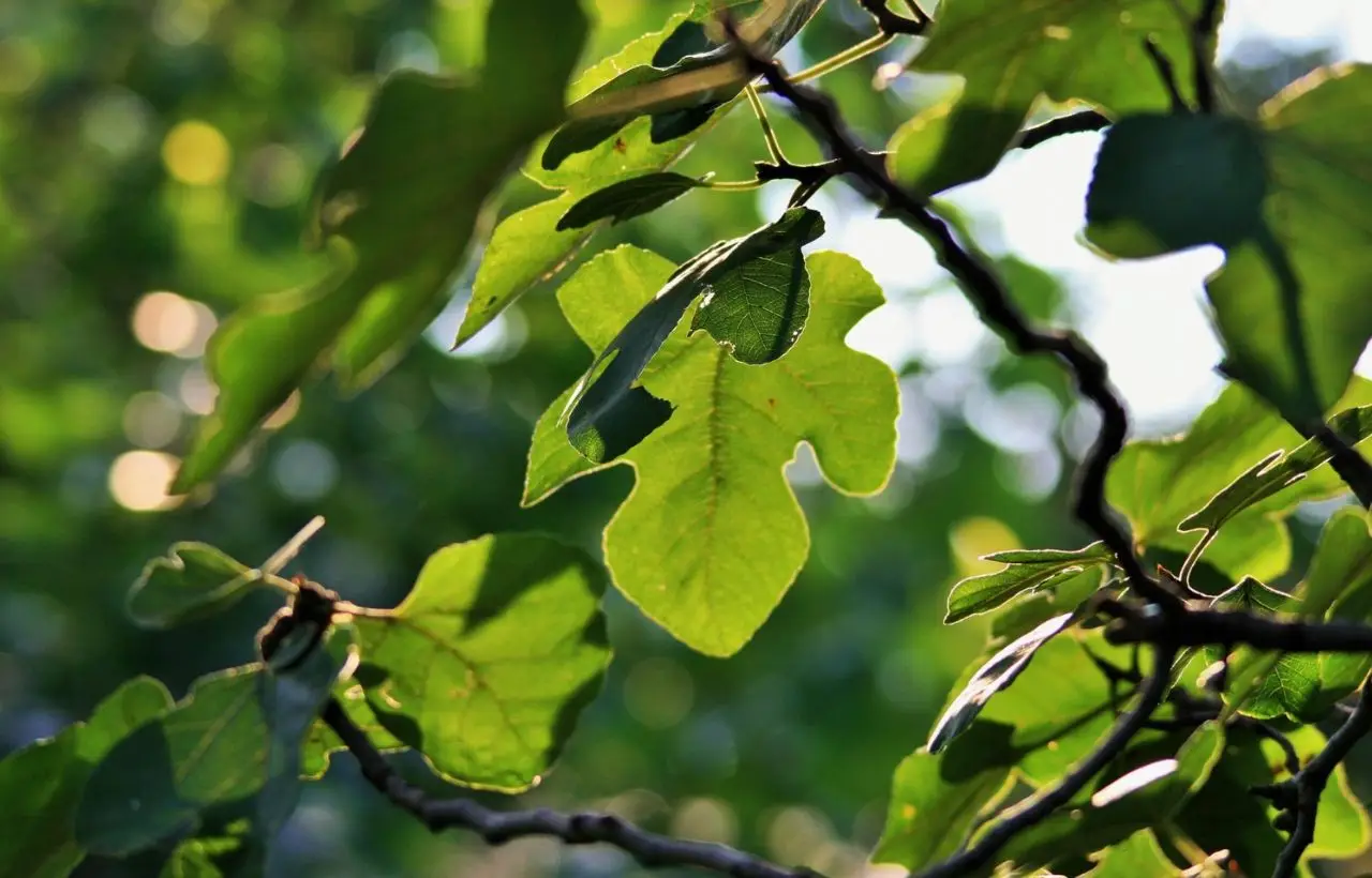 Tieniti pronto: se vedi le foglie delle tue piante mangiate è colpa di questo insetto