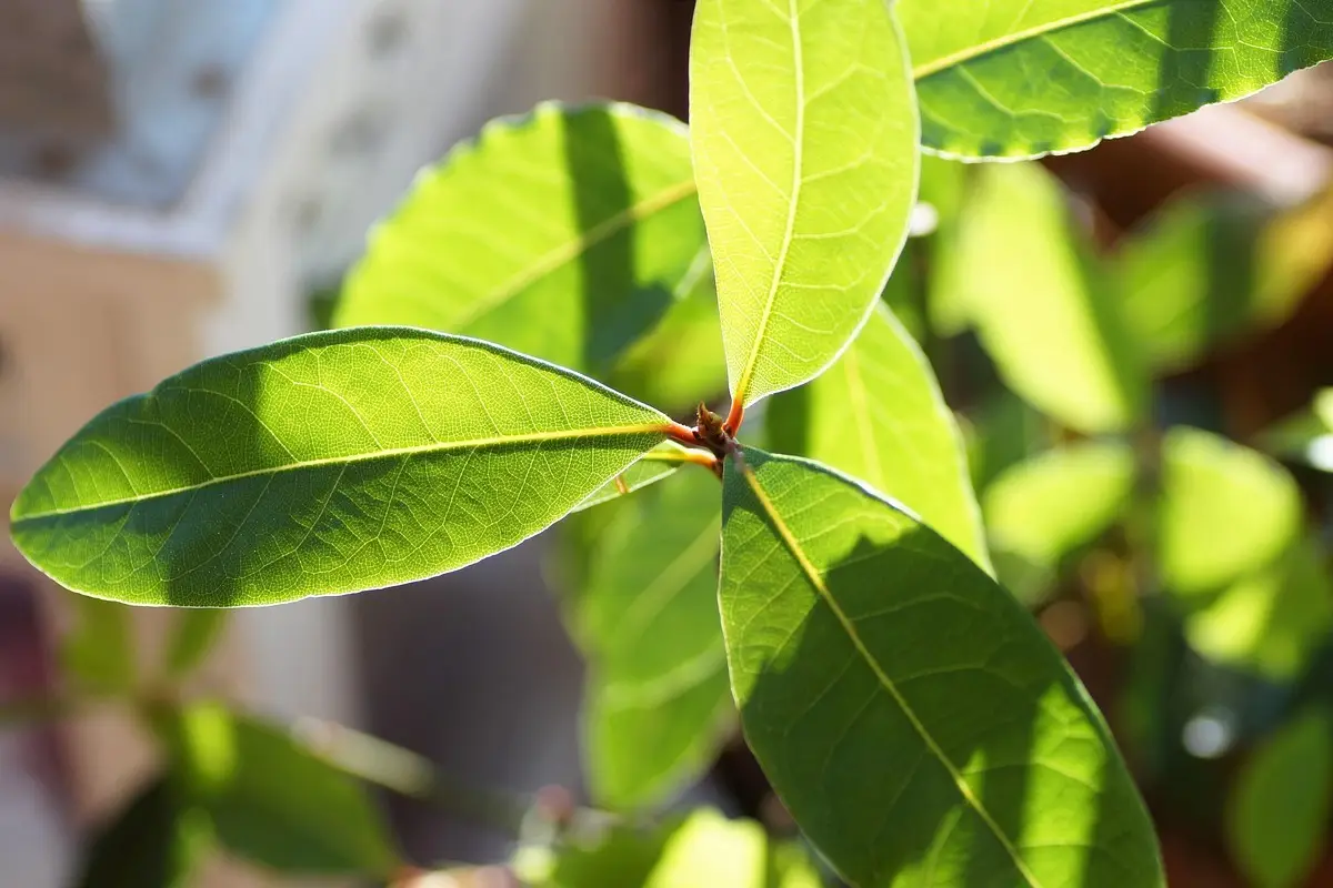 Vuoi piantare un albero di canfora? Ecco quanto cresce davvero e i problemi che può creare