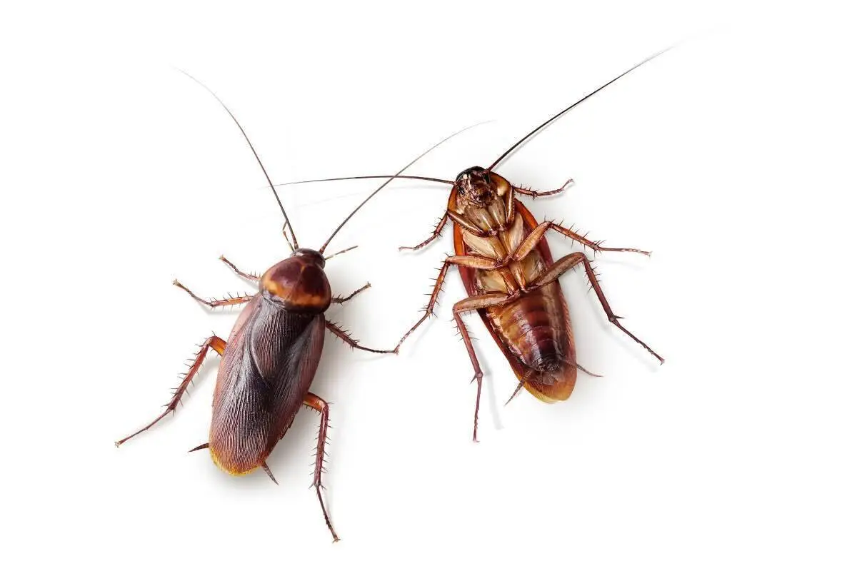 Scarafaggi in casa? Ecco cosa succede davvero quando usi il cloro contro di loro