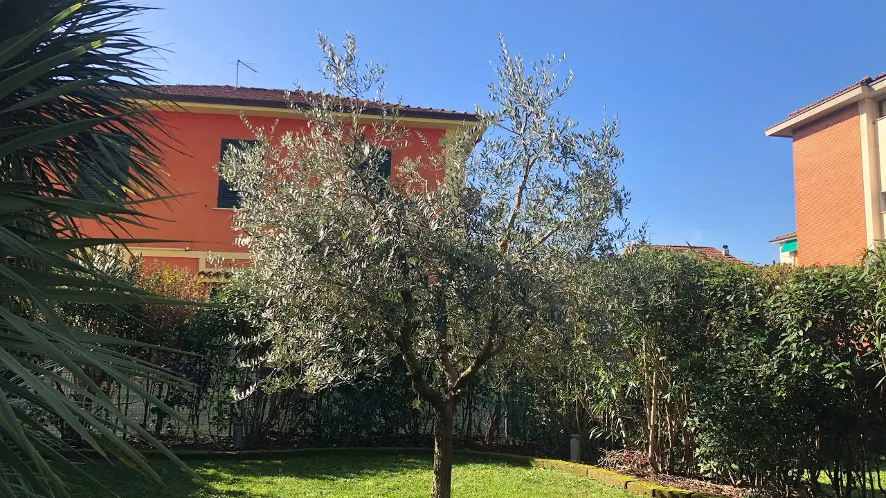 Le piante sempreverdi che dovresti mettere anche nella tua scuola o nella tua casa: ecco quali sono e i benefici