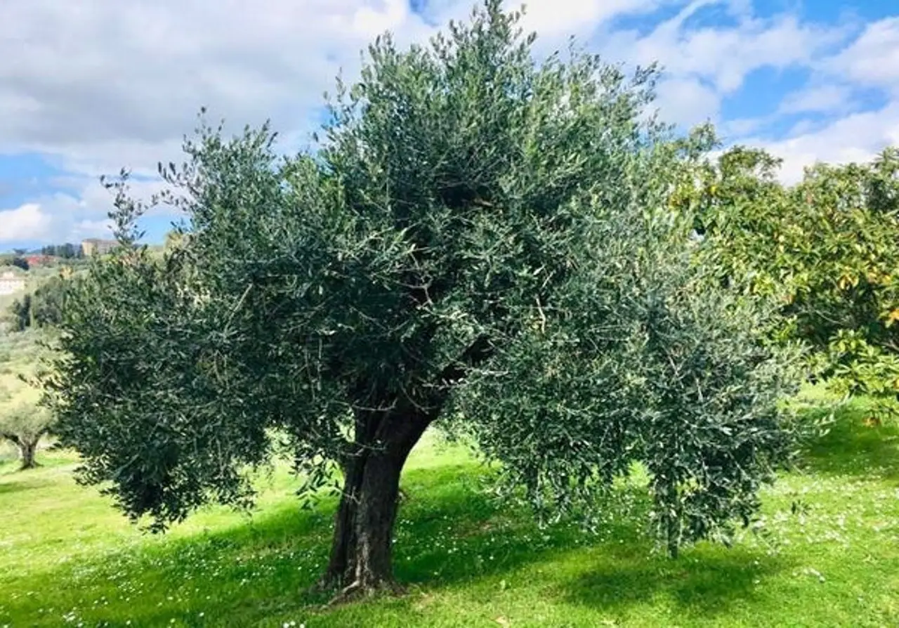 Stai annegando o assetando il tuo ulivo? Ecco l’esatta quantità d’acqua che serve