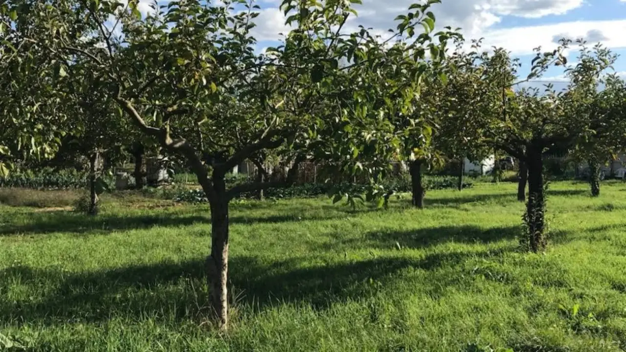 Non fare l’antiparassitario agli alberi da frutto in questo momento: sarebbe inutile e dannoso