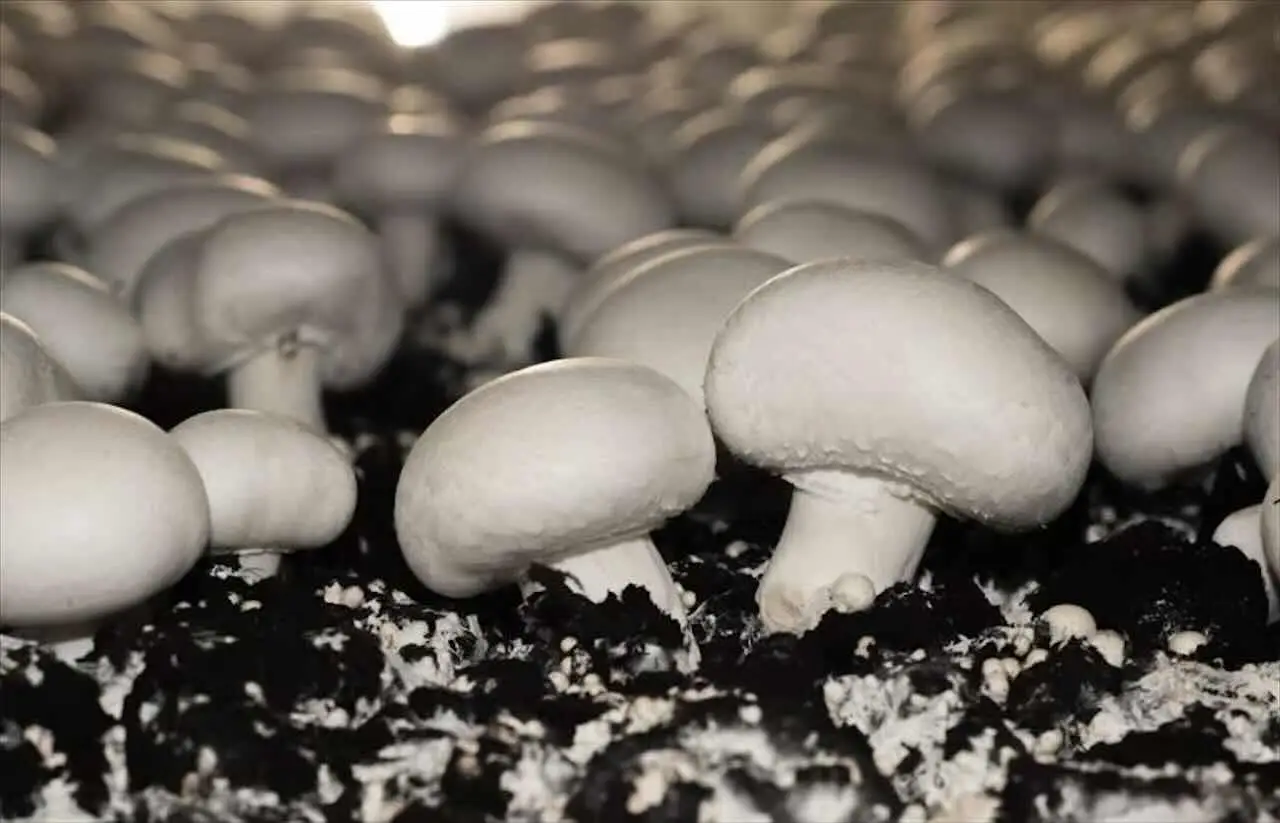 Come coltivare i funghi champignon: ecco le regole per farlo bene