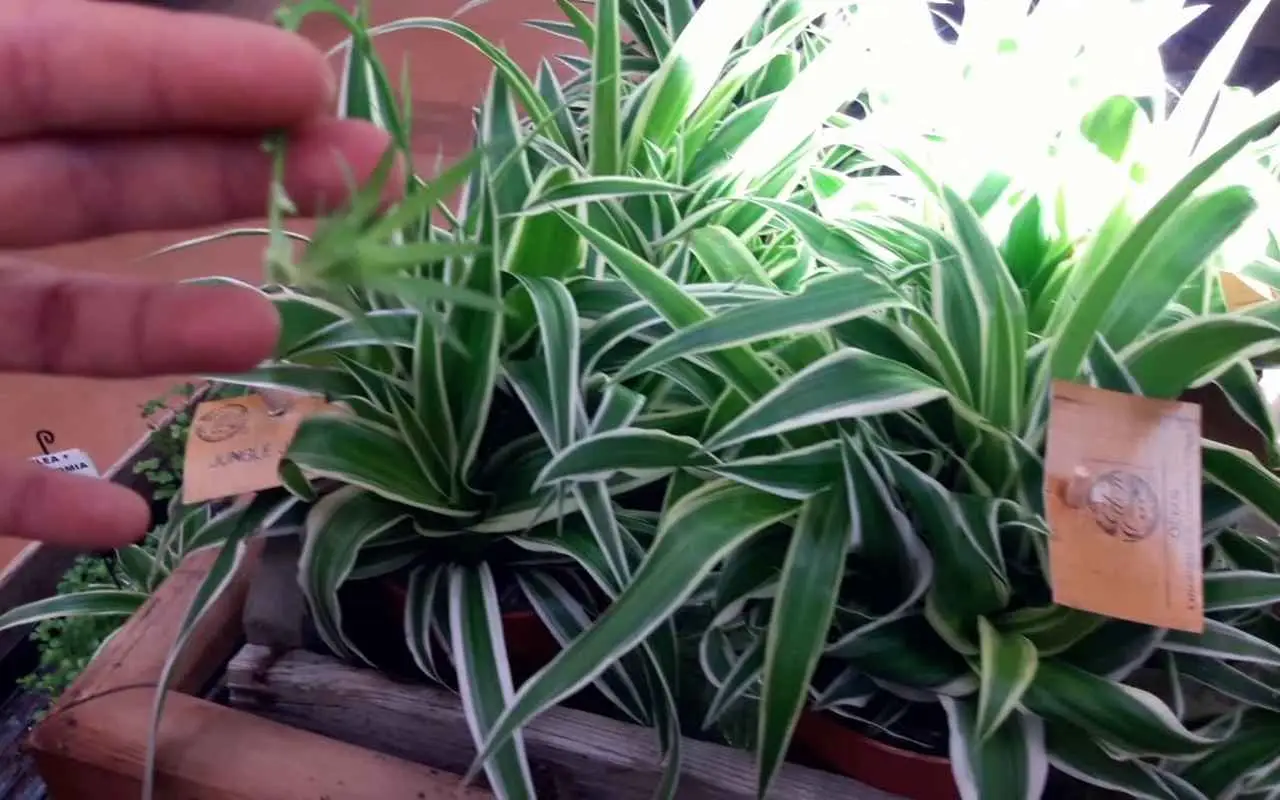 La tua pianta di miseria ha i fiori lilla? Ecco cosa significa e perché succede