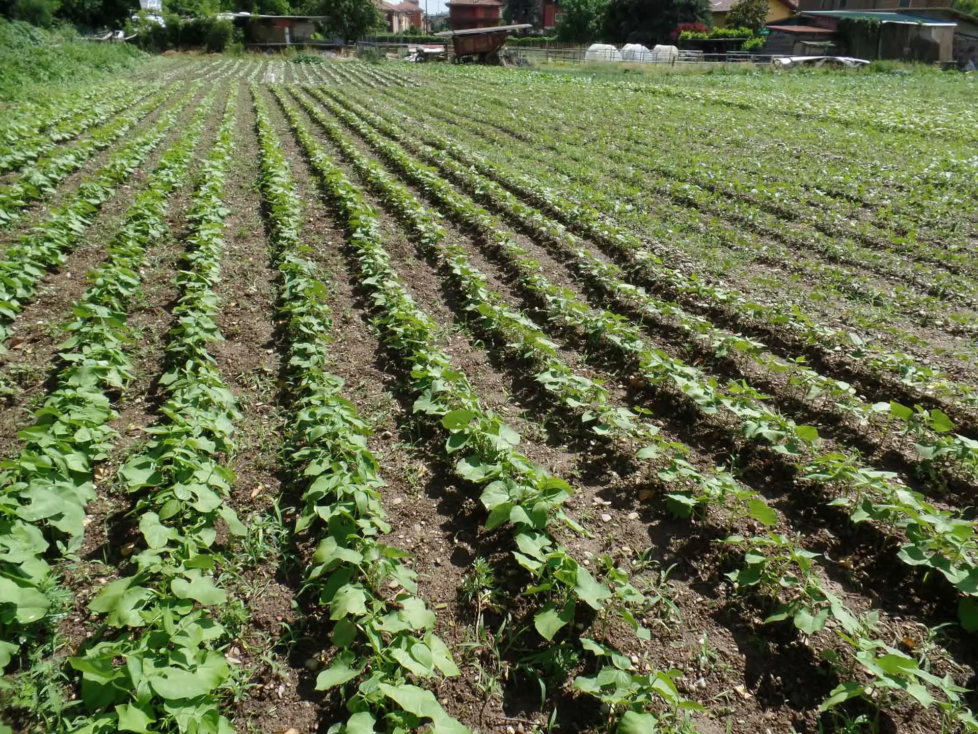 Non coltivare solo la terra: ecco perché è fondamentale coltivare anche questo aspetto della tua vita