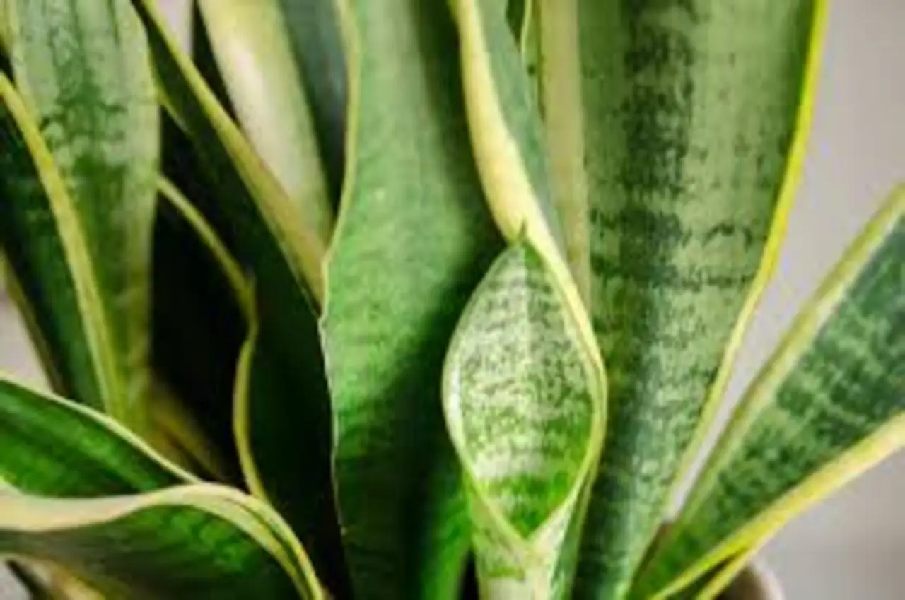 Le 10 piante da tenere in casa per purificare l’aria da muffa e inquinamento