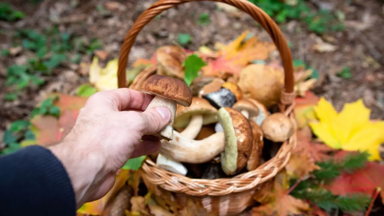 I funghi porcini fanno bene o male? Tutta la verità sulle proprietà di questo re dell’autunno