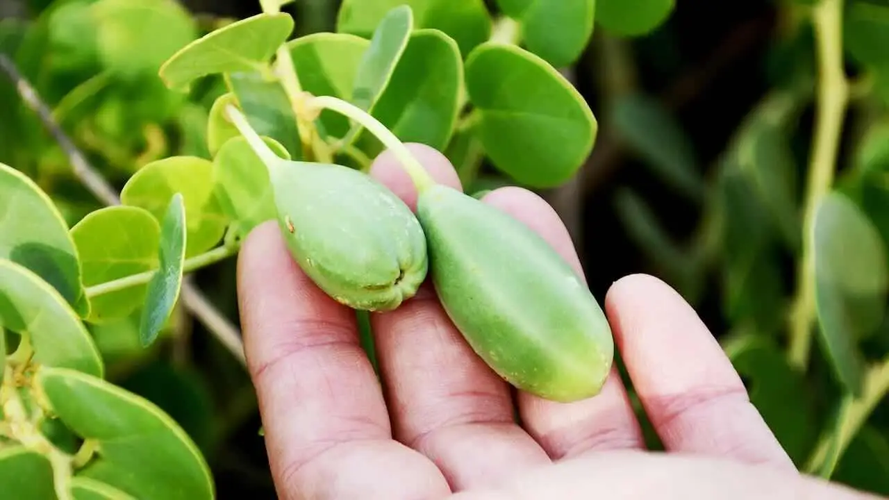 Quali sono le piante da frutto antiche e dimenticate da riscoprire? Le varietà locali