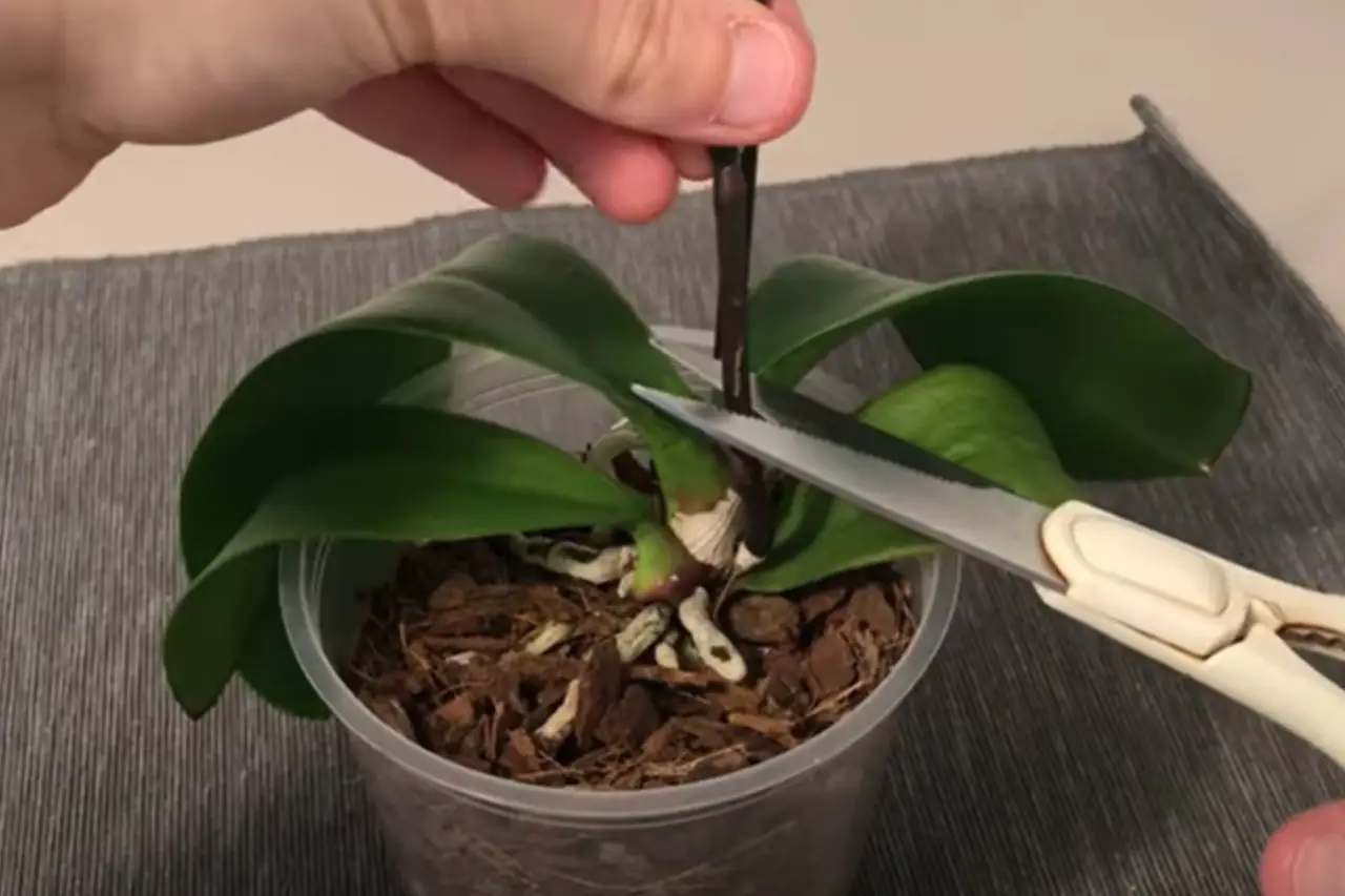 Qual è il miglior metodo per le talee? Il passaggio che quasi tutti sbagliano